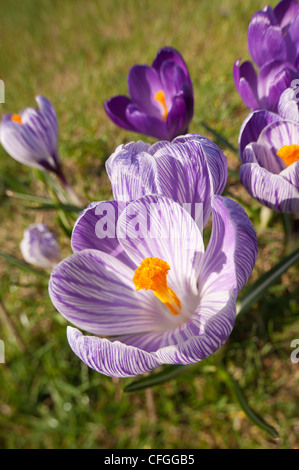 Purple and lilac crocuses Dutch form opening up between showers on an early  Spring day with prominent anther and stamen Stock Photo