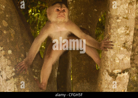 White-fronted capuchin monkey, Puerto Misahualli, Amazon rain forest, Ecuador Stock Photo