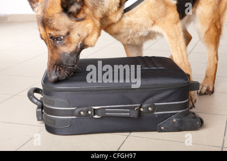 Airport canine. Dog sniffs out drugs or bomb in a luggage. Stock Photo