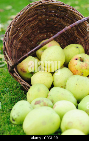 Green autumn apples in wicker basket. Stock Photo