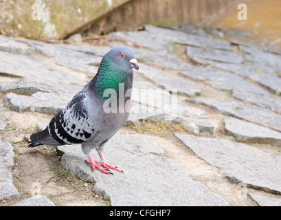 Closeup image of pigeon standing on the stone ground.