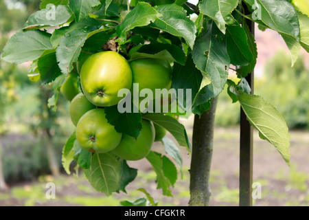 A bunch of Organic green Apples hanging on to a branch. Stock Photo