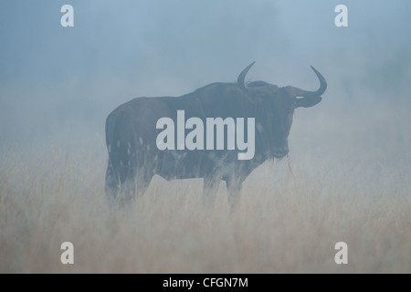 Blue Wildebeest in the mist (Connochaetes taurinus) Stock Photo
