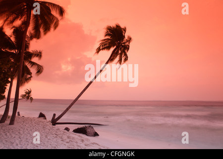 Palm on the beach at sunset, Filitheyo island, Maldives Stock Photo