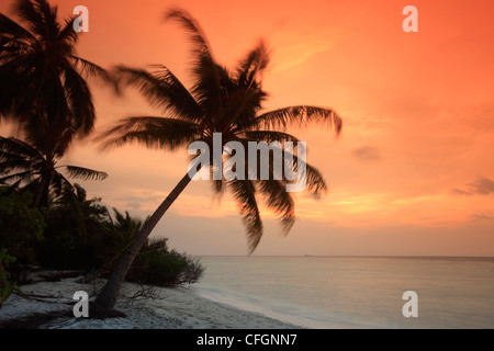 Palm on the beach at sunset, Filitheyo island, Maldives Stock Photo