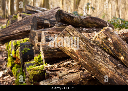 pile of logs decaying and rotting covered in moss giving feed and shelter to creepy crawlies. Stock Photo