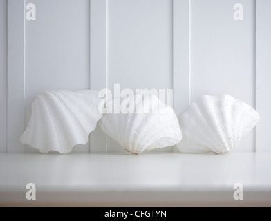 Three Clam Shells Three Clam Shells Stock Photo - Alamy