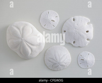 Sand Dollars Stock Photo