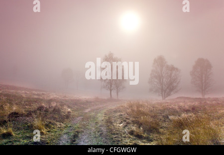 Birch Trees Morning Mist on Cannock Chase AONB (area of outstanding natural beauty) in Staffordshire Midlands England UK Stock Photo