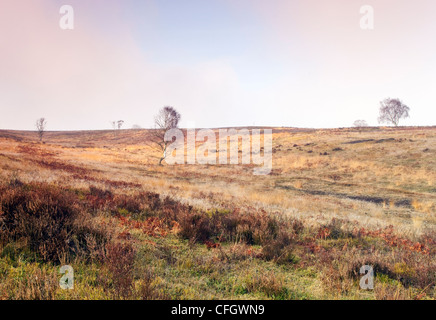 Morning Mist on Cannock Chase AONB (area of outstanding natural beauty) in Staffordshire Midlands England UK Stock Photo