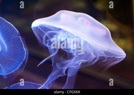 Jellyfish Moon jelly Stock Photo