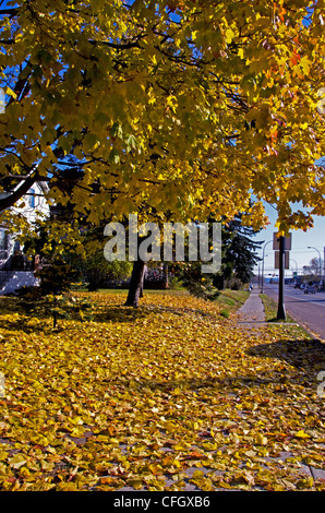 Leaves falling from tree in autumn. Stock Photo