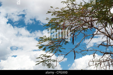 Delonix regia. Poinciana Tree seed pods Stock Photo