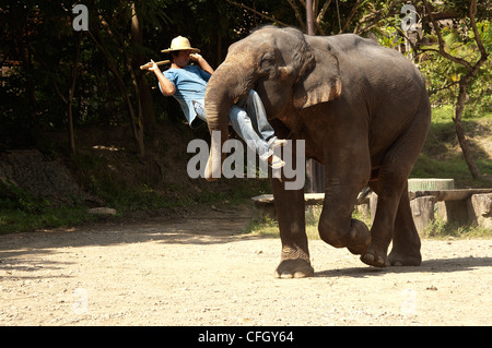 Elk208-4368 Thailand, Chiang Dao, Maetaman Elephant Camp, elephant show Stock Photo