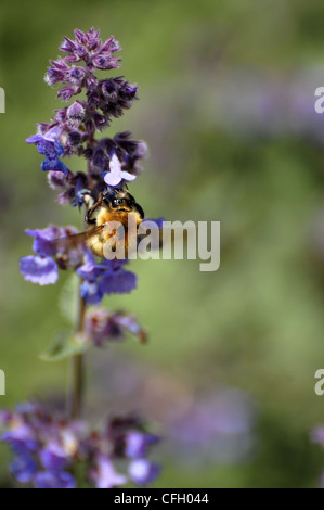 Bumblebee using wings to balance while extracting pollen from blue and purple flowers Stock Photo
