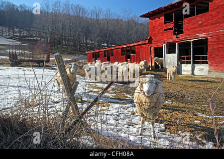 Sheep on a farm in winter Stock Photo