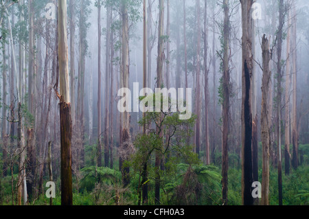 A fog filled valley of towering Mountain Ash tree trunks.. Stock Photo