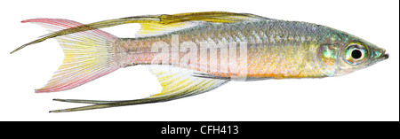 Threadfin Rainbowfish isolated on white background. Iriatherina werneri. Stock Photo