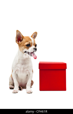 Pomeranian dog next to an red present box, over white Stock Photo