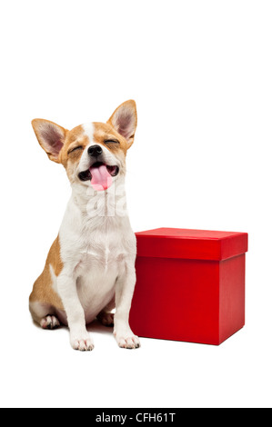 Pomeranian dog next to an red present box, over white Stock Photo