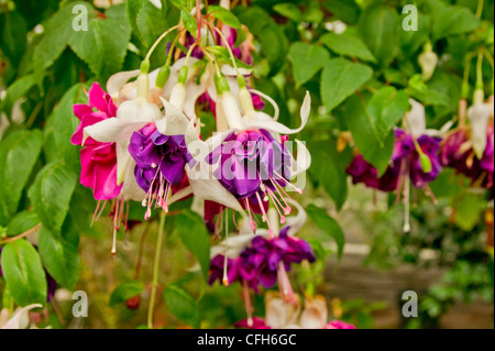 Hanging Fuchsia with large double flowers in pink and purple Stock Photo
