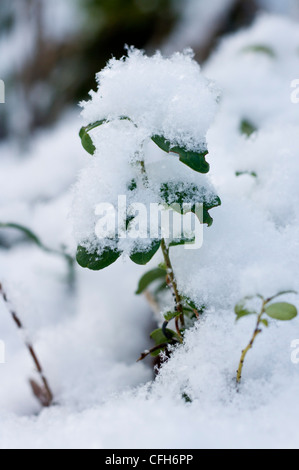 lingonberry or cowberryplants covered in snow in Ruissalo, Turku, Finland Stock Photo