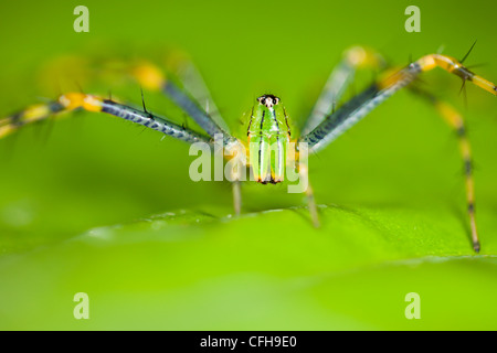 Malagasy green lynx spider. Masoala Peninsula National Park, north east Madagascar. Stock Photo