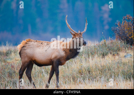 elk Stock Photo