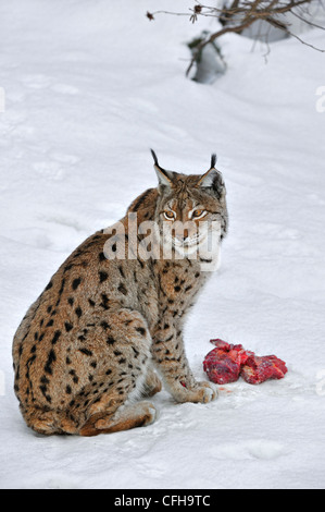 Eurasian lynx (Lynx lynx) eating meat in the snow in winter, Bavarian Forest National Park, Germany Stock Photo