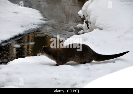 European otter / Eurasian river otter (Lutra lutra) on ice of frozen river bank in the snow in winter, Europe Stock Photo