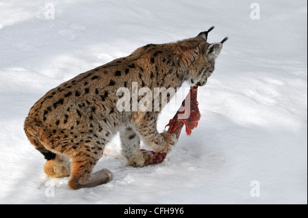 Eurasian lynx (Lynx lynx) tearing up meat to eat in the snow in winter, Bavarian Forest National Park, Germany Stock Photo