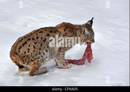 Eurasian lynx (Lynx lynx) tearing up meat to eat in the snow in winter, Bavarian Forest National Park, Germany Stock Photo