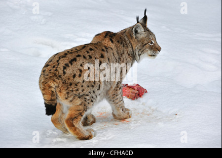 Eurasian lynx (Lynx lynx) eating meat in the snow in winter, Bavarian Forest National Park, Germany Stock Photo