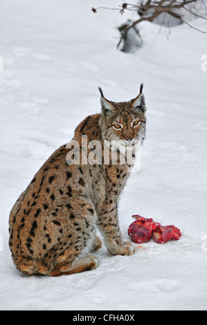 Eurasian lynx (Lynx lynx) eating meat in the snow in winter, Bavarian Forest National Park, Germany Stock Photo