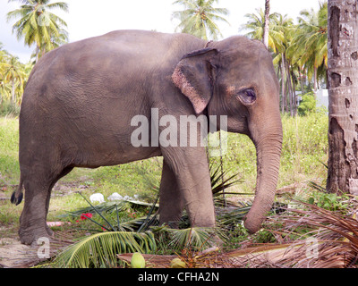 Thai Elephant, eating in forested area. Domesticated. Forested area in Khao Lak Thailand. Stock Photo