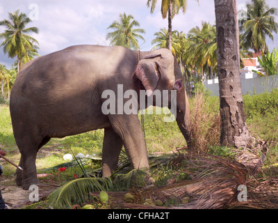 Thai Elephant, eating in forested area. Domesticated. Forested area in Khao Lak Thailand. Stock Photo