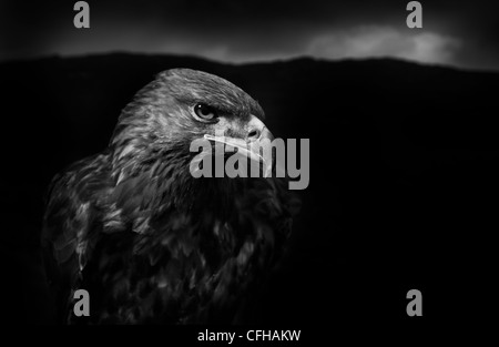 Golden Eagle male, black and white image. Captive bird, UK. Stock Photo