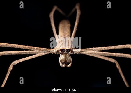 Ogre faced / Net-casting spider Masoala Peninsula National Park, north east Madagascar. Stock Photo