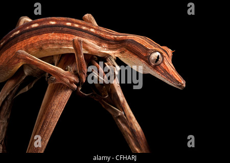Lined Leaf-tailed Gecko showing darker nocturanal colouration, camouflaged amongst dead palm fronds, Madagascar Stock Photo