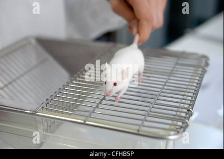 White mouse used for biology research in laboratory Stock Photo