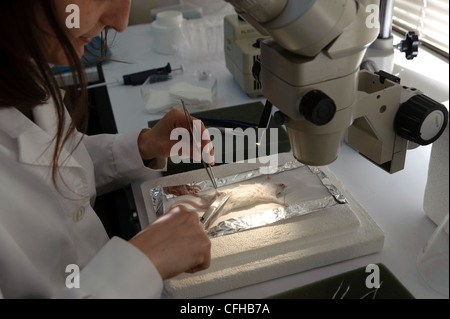 Biologist dissecting mouse in laboratory during biology research Stock Photo