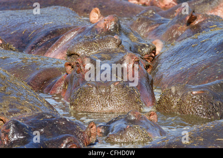 Hippo wallowing in crowded pool Stock Photo