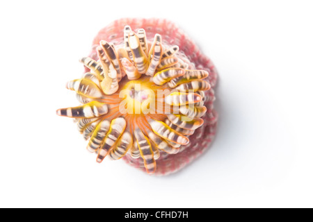 Wartlet / Gem Anemone photographed on a white background. Pembrokeshire, UK. July. Stock Photo