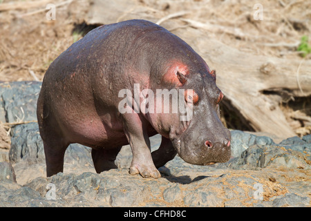 Hippo walking on river bank Stock Photo