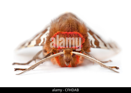 Garden Tiger moth photographed on a white background. Pembrokeshire, UK. July. Stock Photo