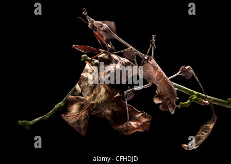 Violin Mantis female showing excellent camouflage amongst dead leaves. Captive. Distribution: India & Sri Lanka. Stock Photo