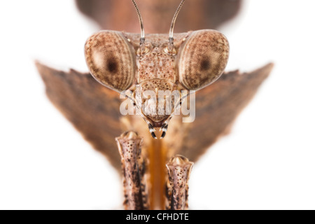 Dead Leaf Mantis, close up of head. Captive, originating from South East Asia. Stock Photo