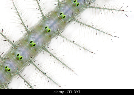 Close up grey caterpillar covered in defensive spines, photographed on a white background. Maroantsetra, Madagascar Stock Photo