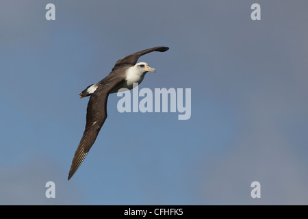 Laysan Albatross (Phoebastria immutabilis) Stock Photo