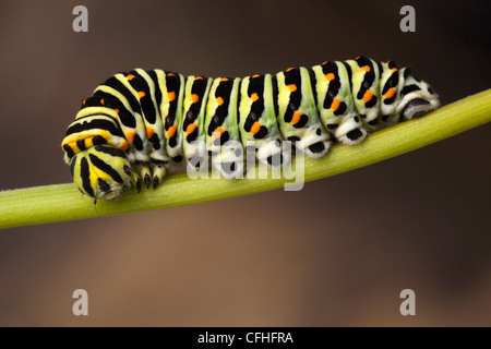 Swallowtail butterfly caterpillar. Tirol, Austrian Alps. Stock Photo